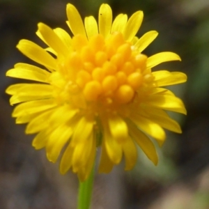 Calotis lappulacea at Symonston, ACT - 19 Nov 2015