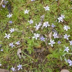 Isotoma fluviatilis subsp. australis (Swamp Isotome) at Isaacs Ridge Offset Area - 19 Nov 2015 by Mike