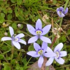 Isotoma fluviatilis subsp. australis at Isaacs Ridge Offset Area - 19 Nov 2015