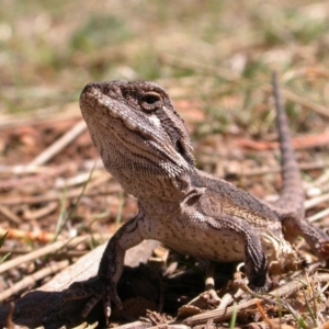 Pogona barbata at Canberra Central, ACT - 23 Sep 2006