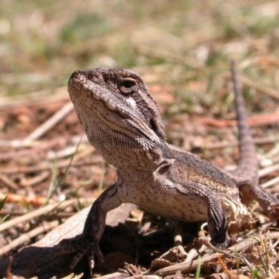Pogona barbata (Eastern Bearded Dragon) at Canberra Central, ACT - 22 Sep 2006 by waltraud