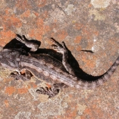 Pogona barbata at Canberra Central, ACT - suppressed