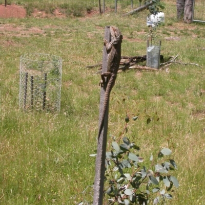 Pogona barbata (Eastern Bearded Dragon) at Mount Majura - 10 Nov 2010 by waltraud