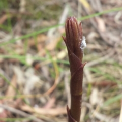 Dipodium sp. (A Hyacinth Orchid) at Mount Majura - 18 Nov 2015 by MattM