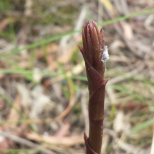 Dipodium sp. at Canberra Central, ACT - 19 Nov 2015