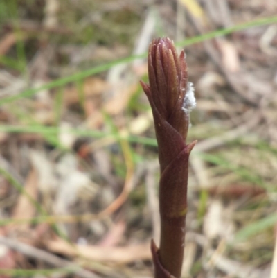 Dipodium sp. (A Hyacinth Orchid) at Canberra Central, ACT - 19 Nov 2015 by MattM