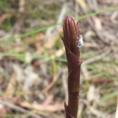 Dipodium sp. (A Hyacinth Orchid) at Canberra Central, ACT - 18 Nov 2015 by MattM