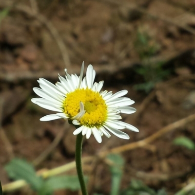 Brachyscome diversifolia var. diversifolia (Large-headed Daisy) at Hackett, ACT - 19 Nov 2015 by MattM