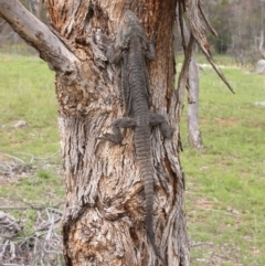 Pogona barbata (Eastern Bearded Dragon) at Hackett, ACT - 16 Oct 2005 by waltraud