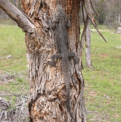 Pogona barbata (Eastern Bearded Dragon) at Hackett, ACT - 15 Oct 2005 by waltraud