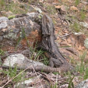 Pogona barbata at Hackett, ACT - 16 Oct 2005