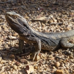 Pogona barbata (Eastern Bearded Dragon) at Black Mountain - 12 Nov 2015 by RWPurdie