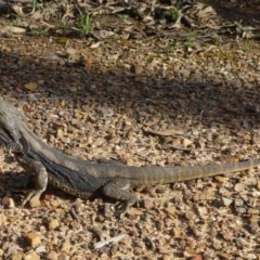 Pogona barbata at Bruce, ACT - 13 Nov 2015