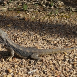 Pogona barbata at Bruce, ACT - 13 Nov 2015