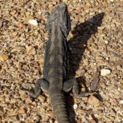 Pogona barbata at Bruce, ACT - suppressed