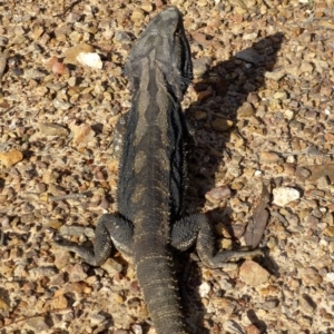 Pogona barbata at Bruce, ACT - suppressed