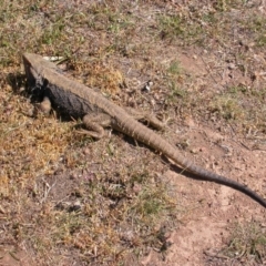 Pogona barbata (Eastern Bearded Dragon) at Mount Majura - 13 Oct 2007 by waltraud