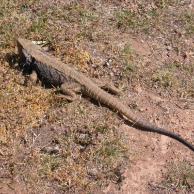 Pogona barbata (Eastern Bearded Dragon) at Hackett, ACT - 14 Oct 2007 by waltraud