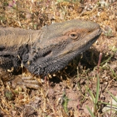 Pogona barbata at Hackett, ACT - suppressed