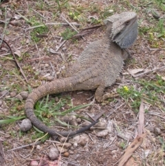 Pogona barbata (Eastern Bearded Dragon) at Mount Majura - 16 Dec 2007 by waltraud