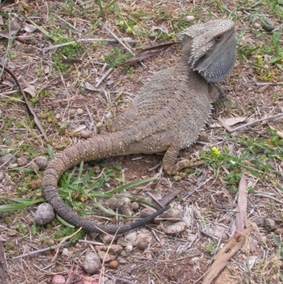 Pogona barbata (Eastern Bearded Dragon) at Hackett, ACT - 17 Dec 2007 by waltraud