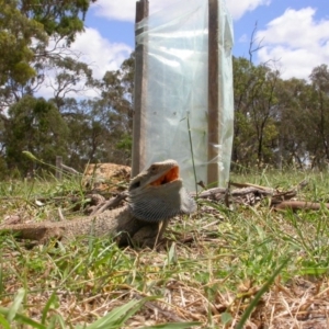 Pogona barbata at Hackett, ACT - suppressed