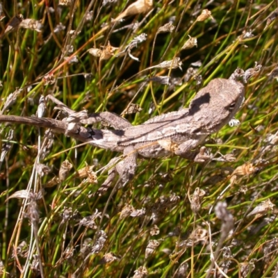 Amphibolurus muricatus (Jacky Lizard) at Hackett, ACT - 21 Mar 2005 by waltraud