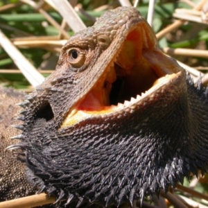 Pogona barbata at Hackett, ACT - suppressed