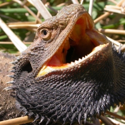 Pogona barbata (Eastern Bearded Dragon) at Mount Majura - 6 Oct 2006 by waltraud