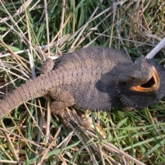 Pogona barbata at Hackett, ACT - suppressed