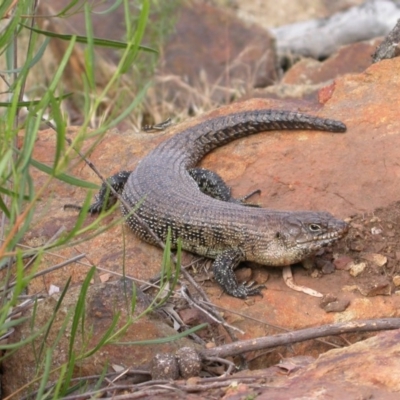 Egernia cunninghami (Cunningham's Skink) at Canberra Central, ACT - 9 Jan 2005 by waltraud