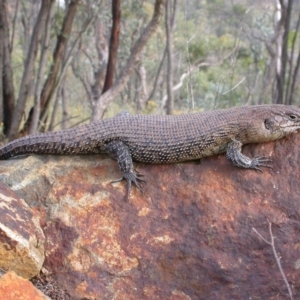 Egernia cunninghami at Canberra Central, ACT - 9 Jan 2005