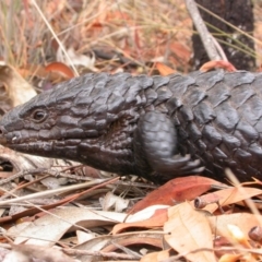 Tiliqua rugosa (Shingleback Lizard) at Hackett, ACT - 11 Feb 2007 by waltraud