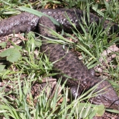 Tiliqua rugosa (Shingleback Lizard) at Hackett, ACT - 27 Oct 2010 by waltraud