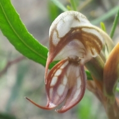 Oligochaetochilus hamatus (Southern Hooked Rustyhood) at Mount Majura - 19 Nov 2015 by MattM