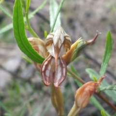 Oligochaetochilus hamatus at Canberra Central, ACT - 19 Nov 2015