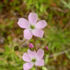 Drosera auriculata at Hackett, ACT - 30 Oct 2005