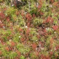 Drosera auriculata at Hackett, ACT - 30 Oct 2005