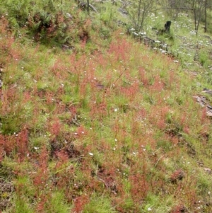 Drosera auriculata at Hackett, ACT - 30 Oct 2005