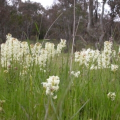 Stackhousia monogyna (Creamy Candles) at Hackett, ACT - 16 Oct 2005 by waltraud