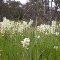 Stackhousia monogyna (Creamy Candles) at Hackett, ACT - 15 Oct 2005 by waltraud