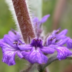 Ajuga australis (Austral Bugle) at Canberra Central, ACT - 30 Oct 2005 by waltraud