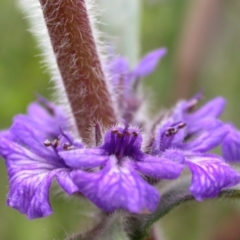 Ajuga australis (Austral Bugle) at Mount Majura - 29 Oct 2005 by waltraud