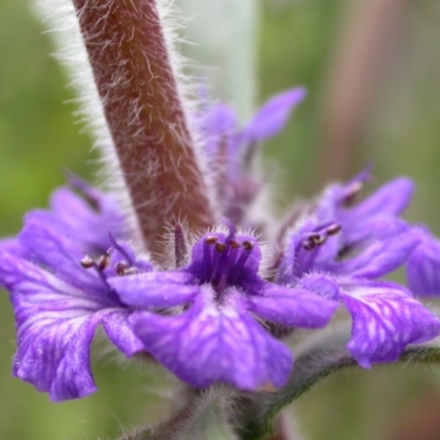 Ajuga australis (Austral Bugle) at Canberra Central, ACT - 30 Oct 2005 by waltraud