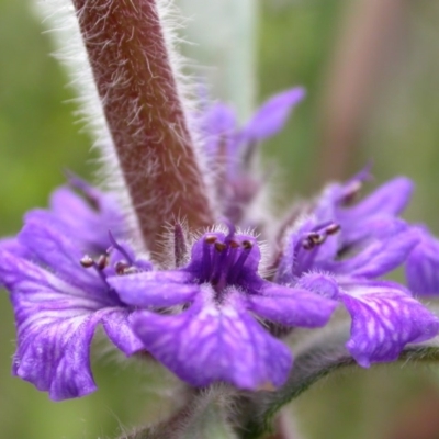 Ajuga australis (Austral Bugle) at Canberra Central, ACT - 29 Oct 2005 by waltraud