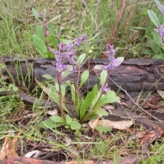 Ajuga australis at Canberra Central, ACT - 30 Oct 2005 12:00 AM