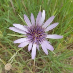 Tragopogon porrifolius subsp. porrifolius (Salsify, Oyster Plant) at Jerrabomberra, ACT - 19 Nov 2015 by Mike