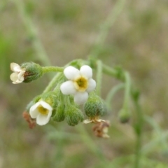 Hackelia suaveolens (Sweet Hounds Tongue) at Jerrabomberra, ACT - 19 Nov 2015 by Mike