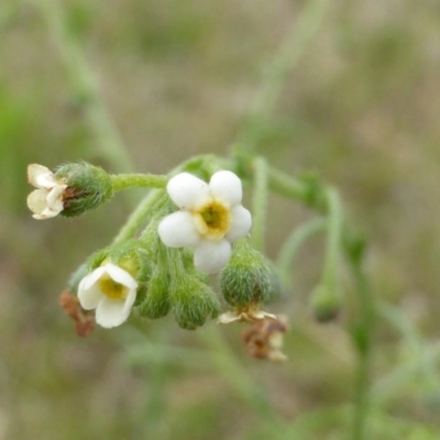 Hackelia suaveolens (Sweet Hounds Tongue) at Jerrabomberra, ACT - 19 Nov 2015 by Mike