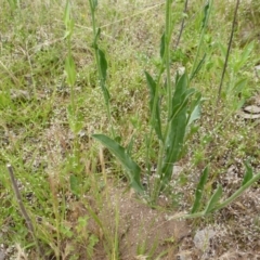 Hackelia suaveolens at Jerrabomberra, ACT - 19 Nov 2015 09:49 AM